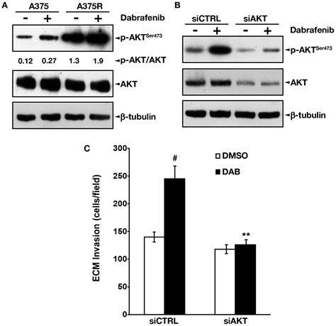 Targeting The PI3K AKT MTOR Pathway Overcomes The Stimulating Effect Of