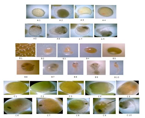 Embryonic Developmental Stages Of M Rosenbergii Plate A1 A8 4x M Download Scientific