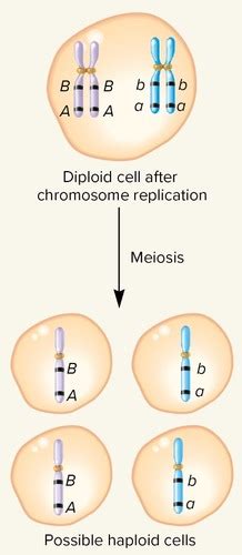 Genetics Chapter 6 Genetic Linkage And Mapping In Eukaryotes