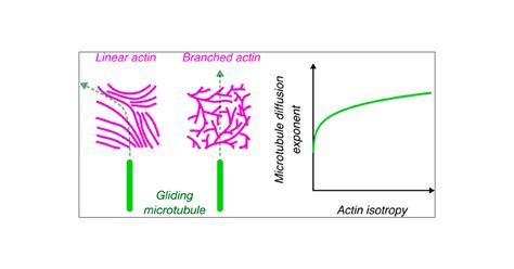 actin architecture steers microtubules  active cytoskeletal composite
