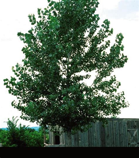 Populus Tremuloides Quaking Aspen Clump Form From Prides Corner Farms