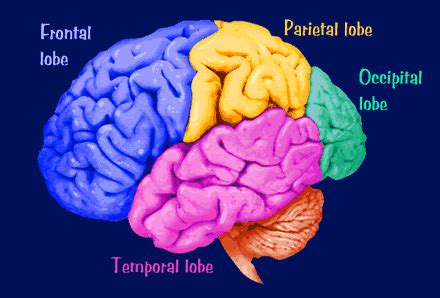 functions  cerebral lobes