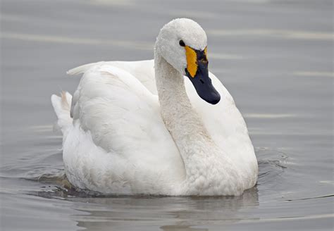 Bewicks Swan By Tony Hovell Birdguides