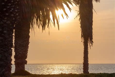 Palmeras Y Cielo Brillante Con Puesta Del Sol Hermosa Foto De Archivo