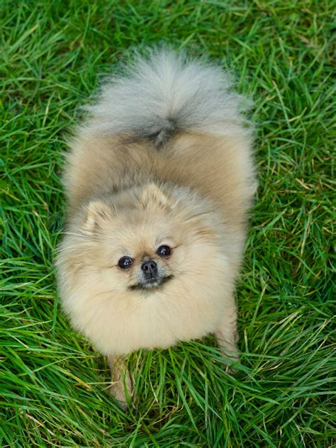 Brown Pomeranian Puppy on Green Grass Field · Free Stock Photo