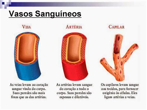 Ciências Naturais Escola Básica de Vale da Amoreira Vasos Sanguíneos