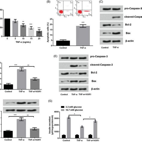 Notoginsenoside R1 NGR1 Alleviated TNF A Induced Primary Islets B