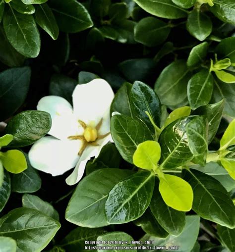 Cape Jasmine (Gardenia jasminoides Jubilation™) in the Gardenias ...