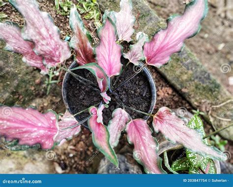 Caladium Red Ruffles Shot From High Angle View Stock Photo Image Of