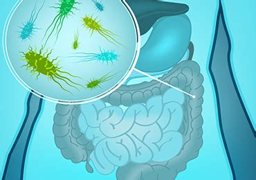 CMED Qué es la microbiota Qué funciones tiene Cómo mantener la