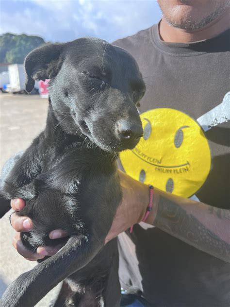 Víctor C on Twitter RT apoyocanino Este Negrito pequeño y hermoso