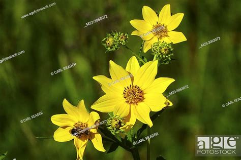 Tickseed Sunflower Bidens Aristosa Signals Late Summer Has Arrived