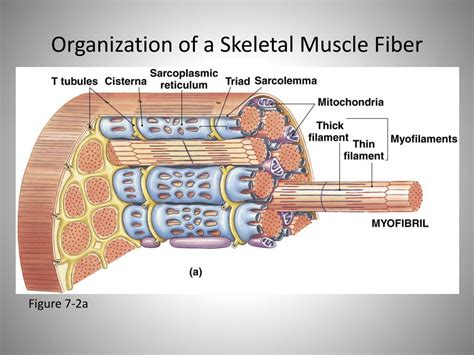 Ppt The Organization Of A Skeletal Muscle Powerpoint Presentation