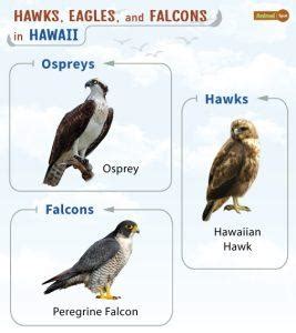 List Of Hawks Eagles Falcons In Hawaii With Pictures