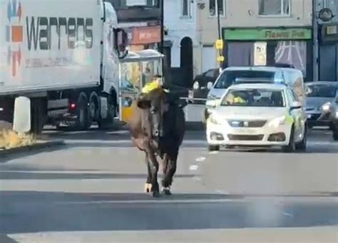 The Old Bull Moment Police Officers Try To Rein In A COW On The