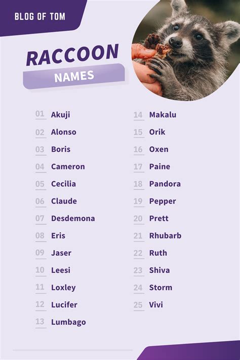 179+ Awesome Raccoon Names for Your New Pet