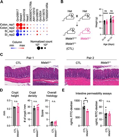 Frontiers The Long Non Coding Rna Malat Regulates Intestine Host