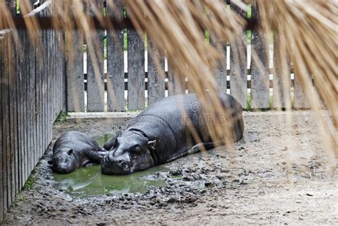 Pygmy Hippopotamus and a Baby Stock Image - Image of liberiensis, baby ...