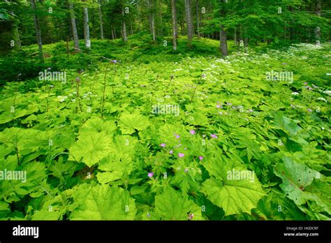 Mixed Forest In Appenzell Hi Res Stock Photography And Images Alamy