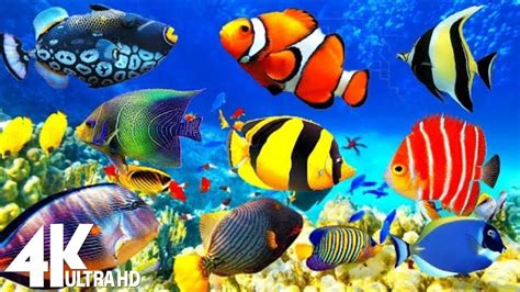 The Best K Aquarium Hours Of Beautiful Coral Reef Fish Sleep