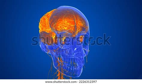 Human Skull Brain Anatomy D Illustration Stock Illustration