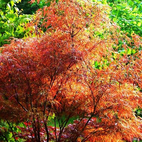 Acer Palmatum Dissectum Orangeola Erable Du Japon Lacini Orange