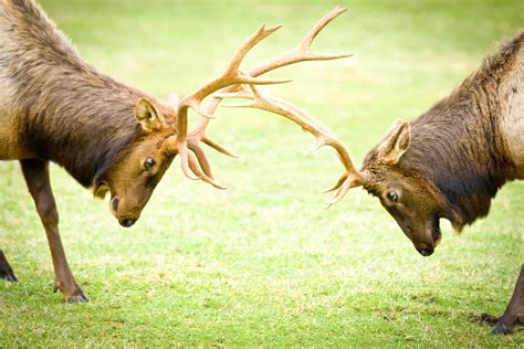 Northwest Trek Wildlife Park | Visit Rainier