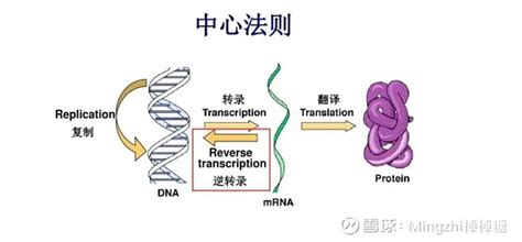 Dna的底层架构3：dna的操控性是生物控制和反馈的基础 Dna数据经过了自然选择才能进化成遗传信息。这一集分析dna的操控性，dna通过控制