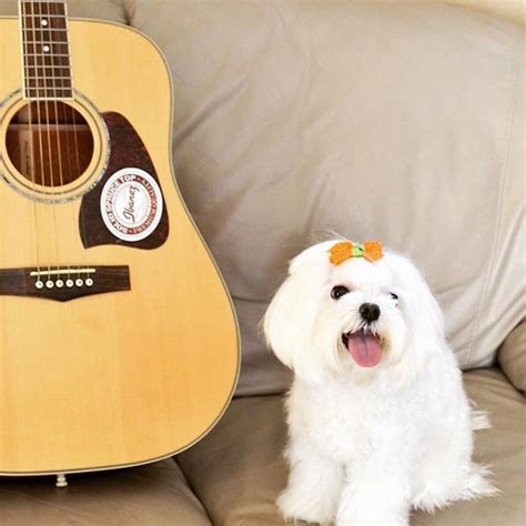 50 Amazing Songs About Dogs That'll Instantly Brighten Your Day - BARK Post