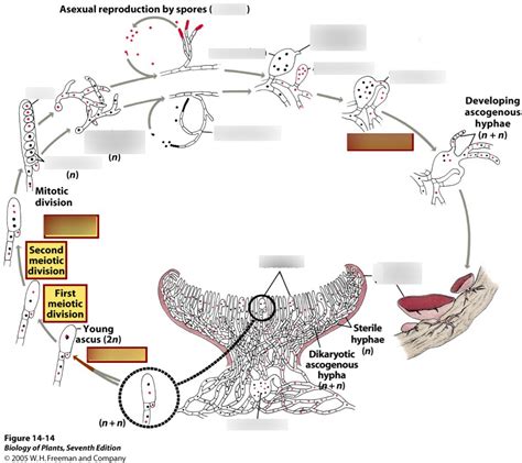 Ascomycota Life Cycle Diagram Quizlet