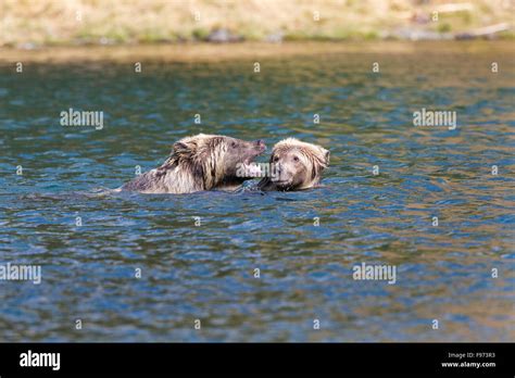 Grizzly Bear Ursus Arctos Horribilis Twoyear Old Cubs Play Wrestling