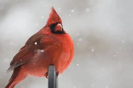 Red Cardinal Symbolism and Meaning - WILDLIFEPOINT