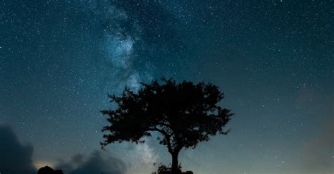 Silhouette Of Tree Under Starry Sky · Free Stock Photo