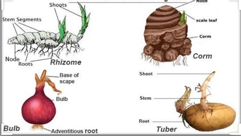 Stem: defination, functions and stem modification | study science