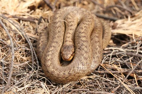 A Rare Smooth Snake Coronella Austriaca Coiled Up In The Undergrowth