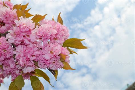 Beautiful Pink Sakura flowers, cherry blossom during springtime against