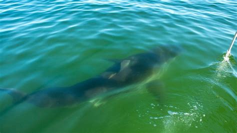 Around 800 Great White Sharks Have Visited Cape Cod Waters In Recent Years Scientists Say Fox