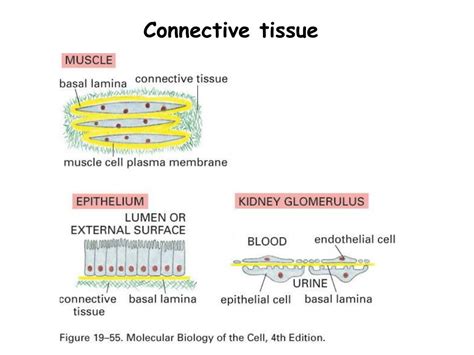 Ppt Chapter 19 Cell Junctions And The Extracellular Matrix