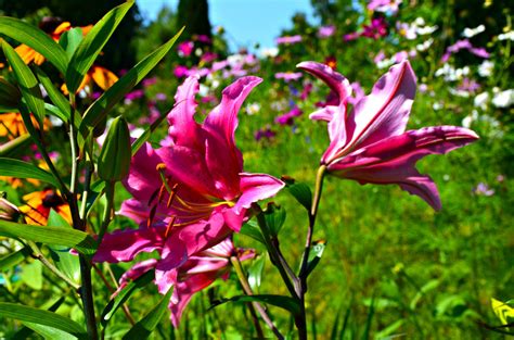 Banco De Imagens Natureza Flor Plantar Prado Folha Flor P Tala