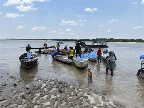 Rede Tiradentes Sistema Agroflorestal Promove Redu O De Efeitos Da