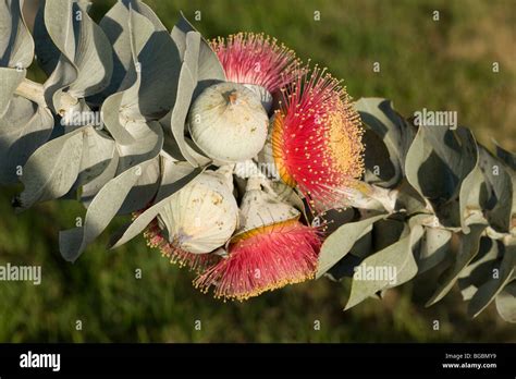 Eucalyptus Macrocarpa Flower Stock Photo Alamy