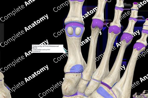 Tuberosity Of First Metatarsal Bone Complete Anatomy