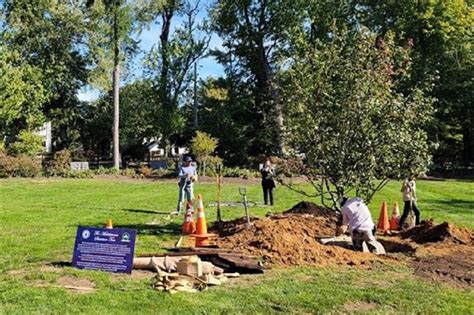 middletown plants   survivor tree