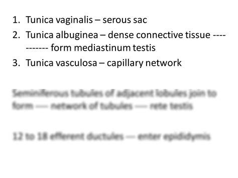 Solution Histology Of Testis Epididymis Studypool