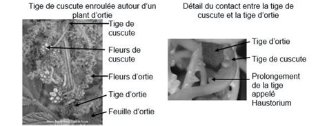 Banque De Sujets De Bac Svt Acad Mie De Besan On