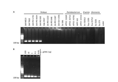 Sensitivity And Specificity Of Primers Detecting D Dianthicola