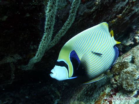 Poisson Ange Empereur Pomacanthus Imperator Bioobs