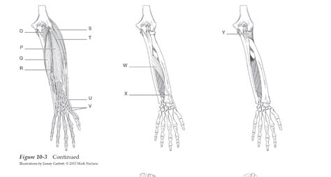 Lab 10 Muscles Of The Forearm Cont Diagram Quizlet