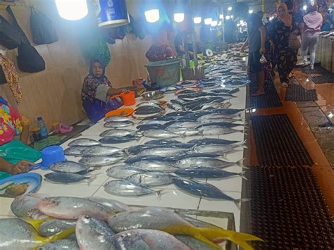 Cuaca Buruk Harga Ikan Di Maluku Utara Capai Rp Ribu Per Ekor