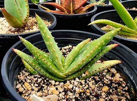 1g Aloe Rigens Stunning Aloes With Beautiful Foliage And Incredible